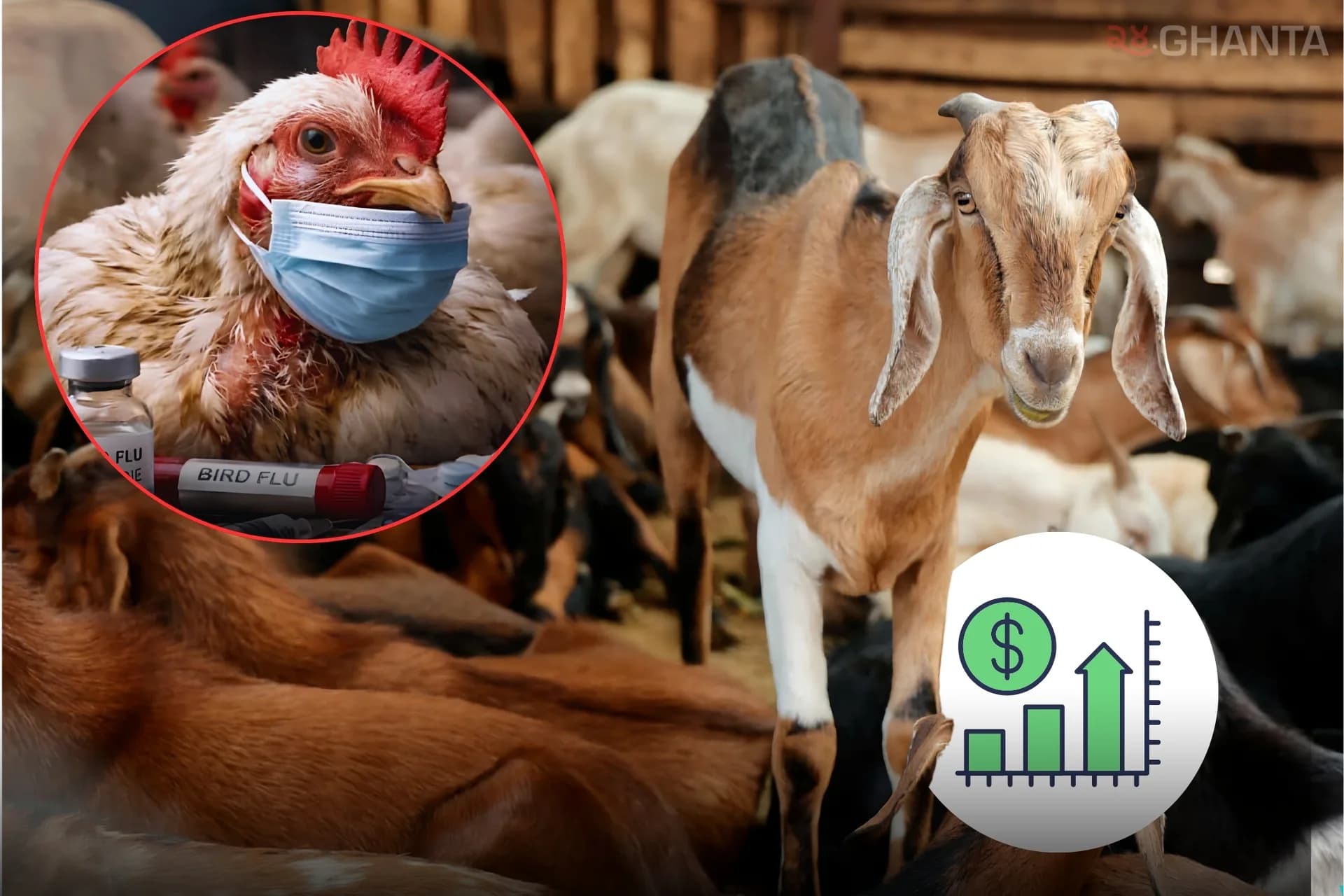 Bird Flu Pushes Mutton Prices Up