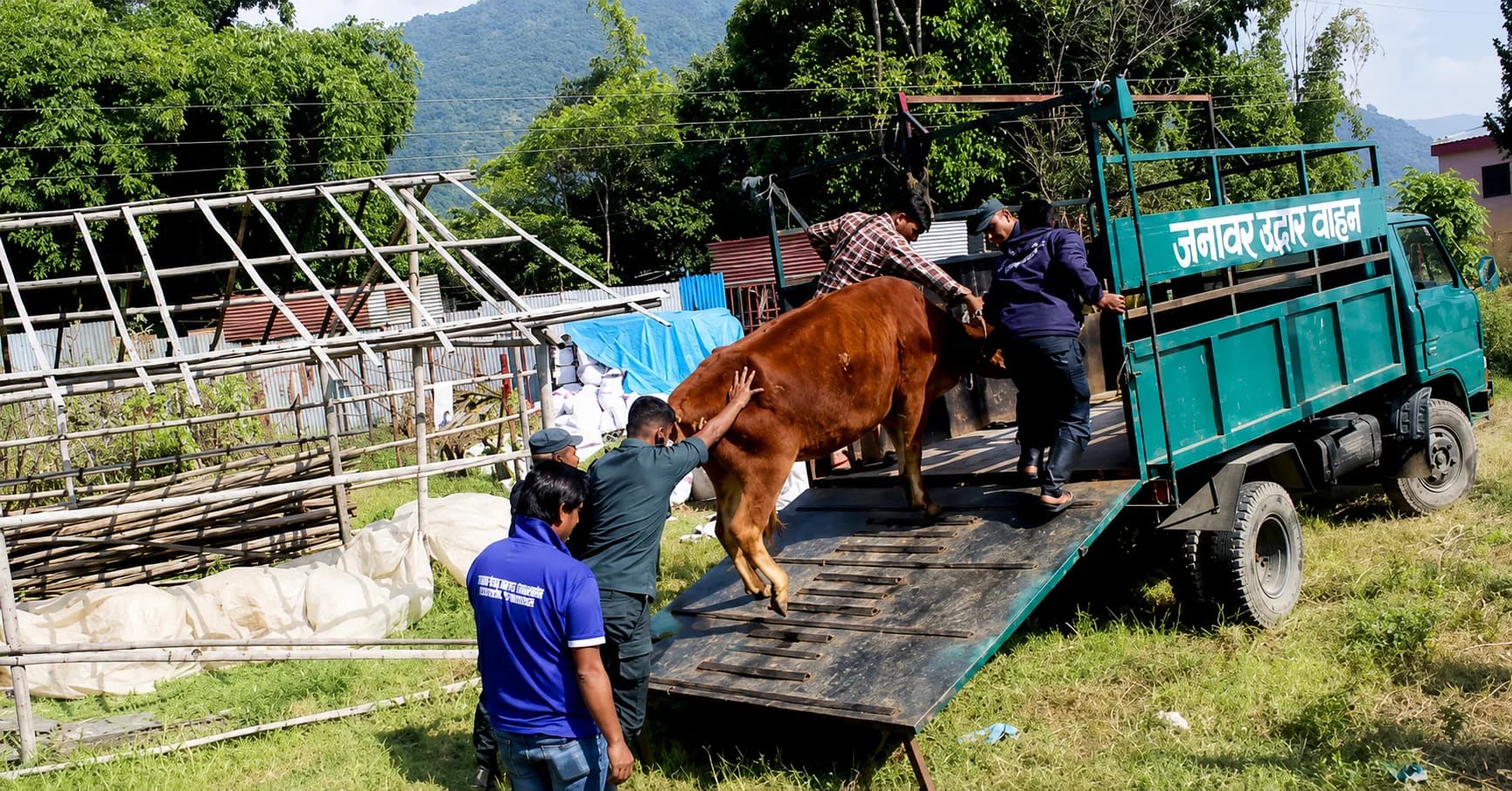 Cow Rescue