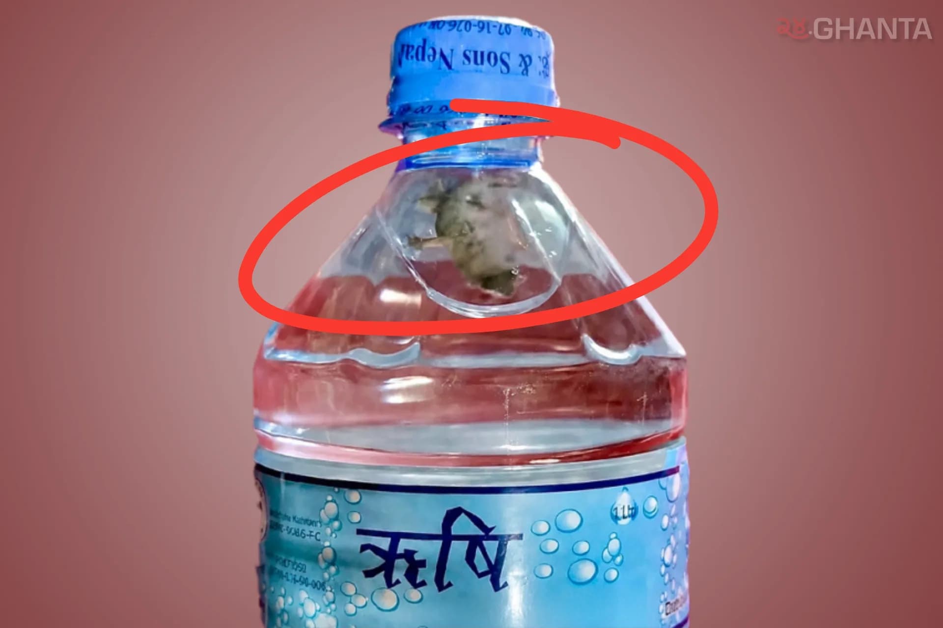 Lizard Found Inside Sealed Bottle
