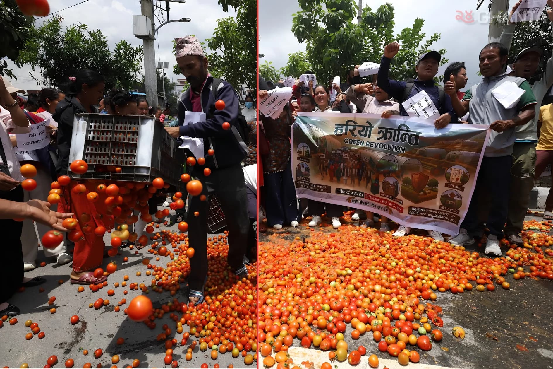 Farmers Dump Tomatoes In Protest